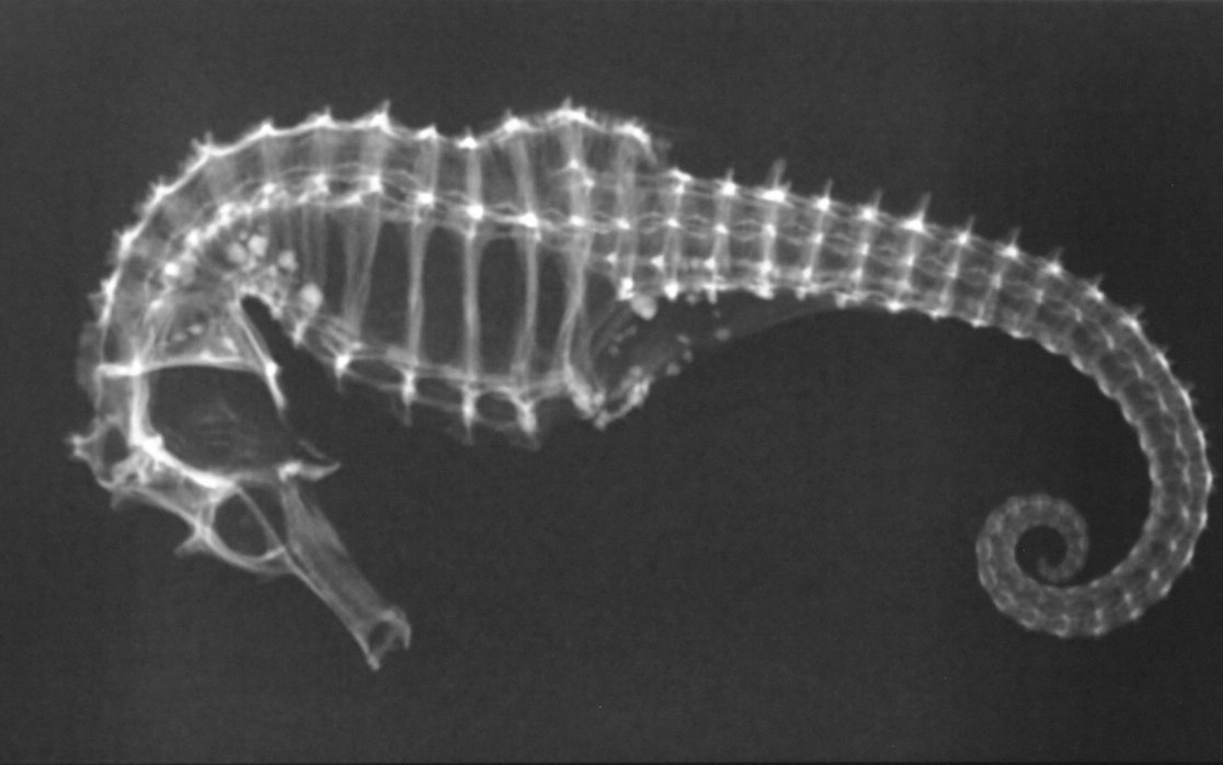 Ungewöhnlich: Ein Röntgenbild eines Seepferdchens aus dem Aquarium des Zoo Basel. 