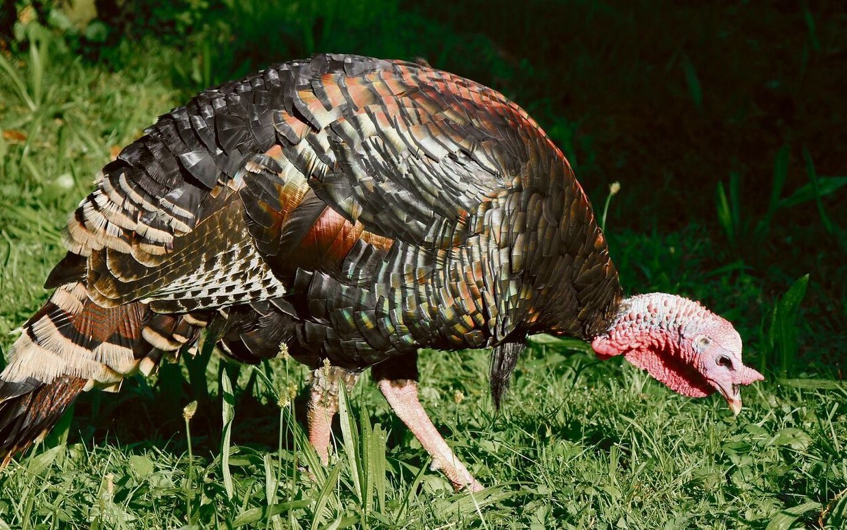 Wildtrute im Wildpark Roggenhausen bei Aarau. 