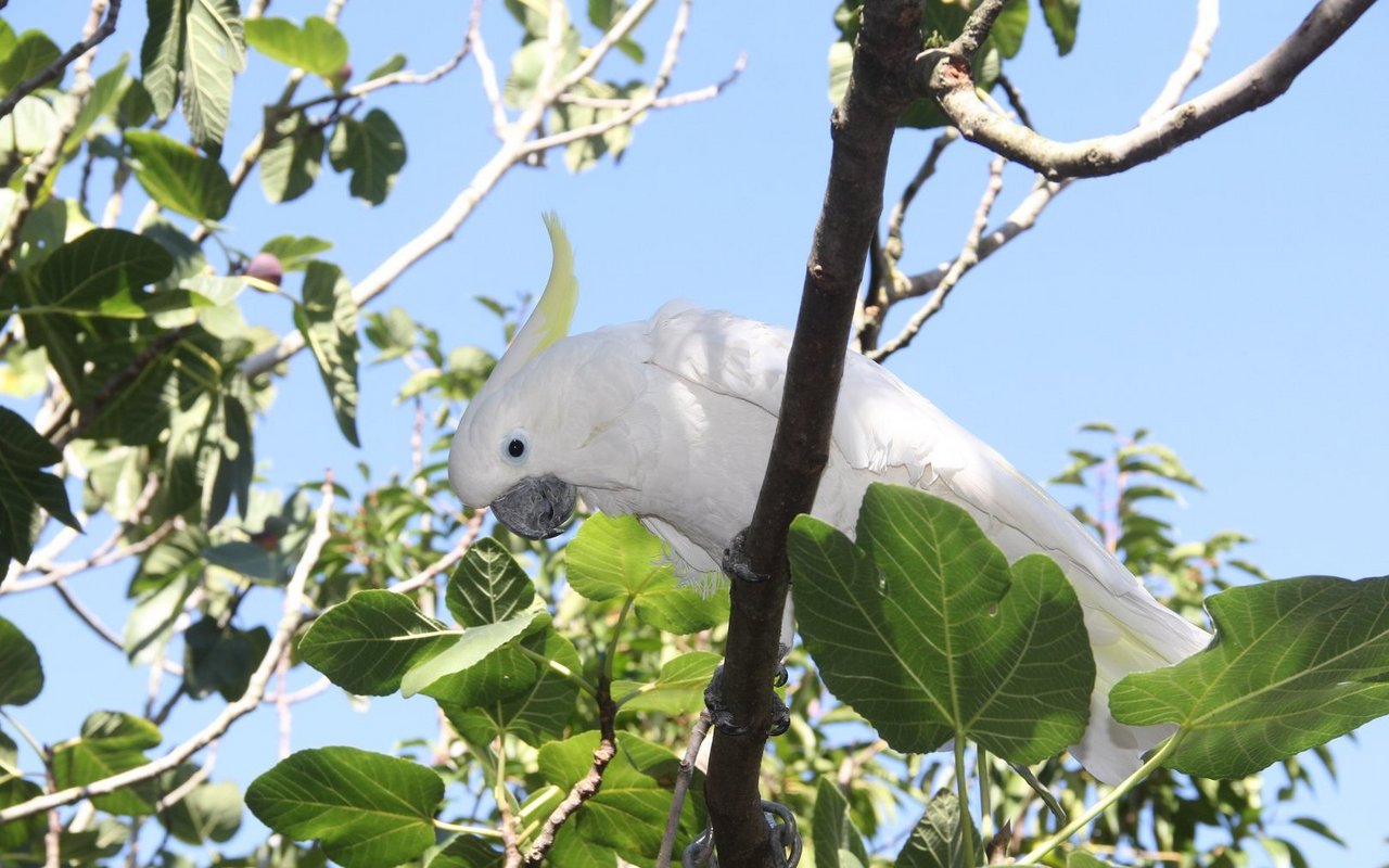 Grosse Gelbhaubenkakadus leben auch in australischen Stadtparks. Sie werden sehr alt. 