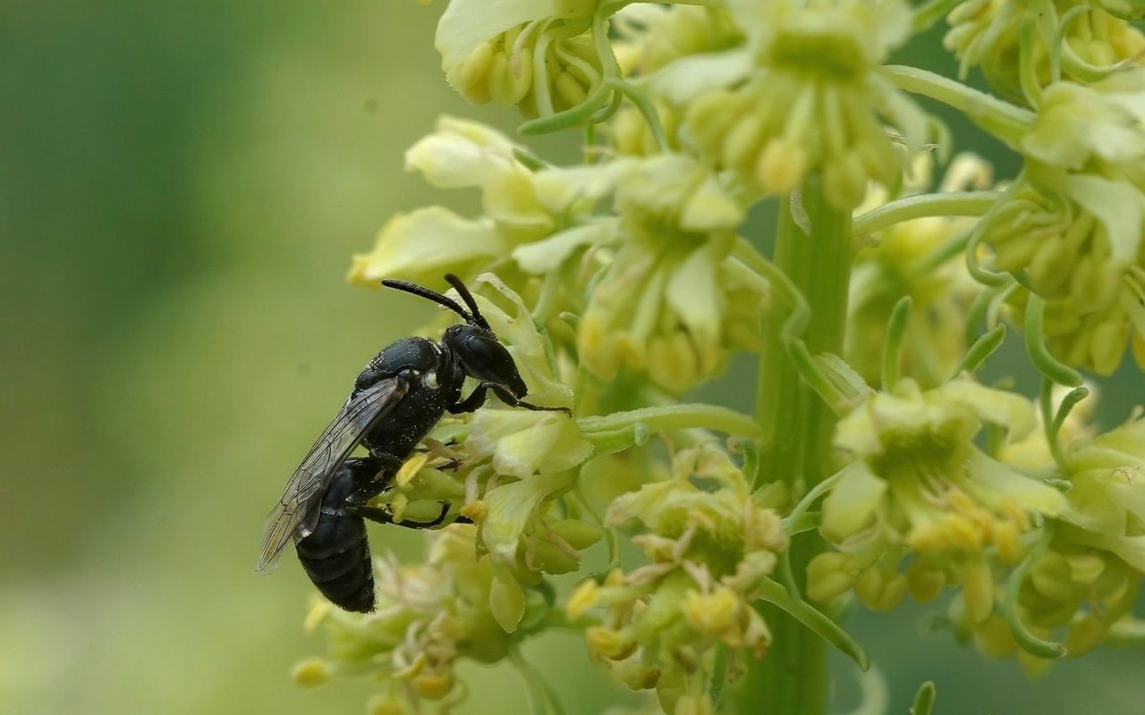 Die Reseden-Maskenbiene ist – wie ihr Name schon sagt – auf Resedenpflanzen spezialisiert.