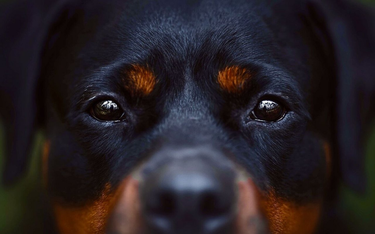 Rund 350 Rottweiler sind momentan im Kanton Zürich registriert.