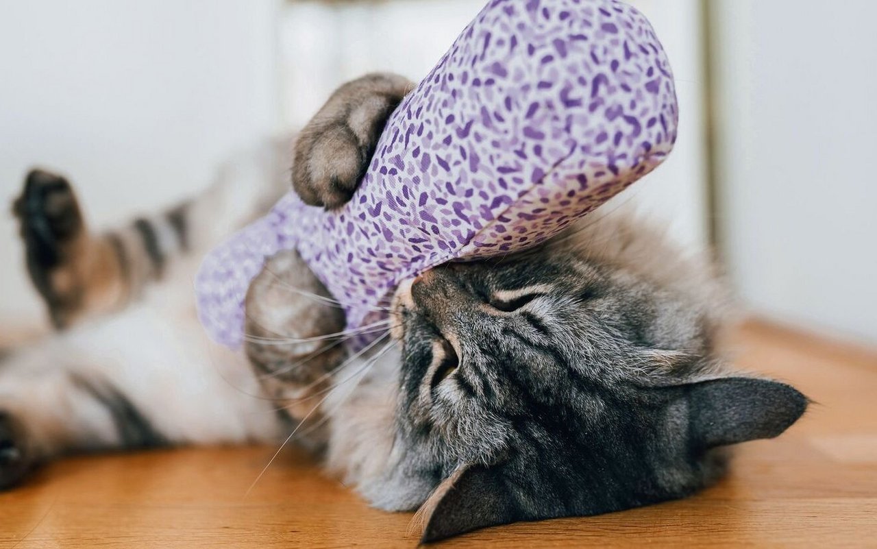 Katzenminze, Baldrian und Matatabi führen bei unseren Stubentigern zu euphorischen Rauschzuständen.