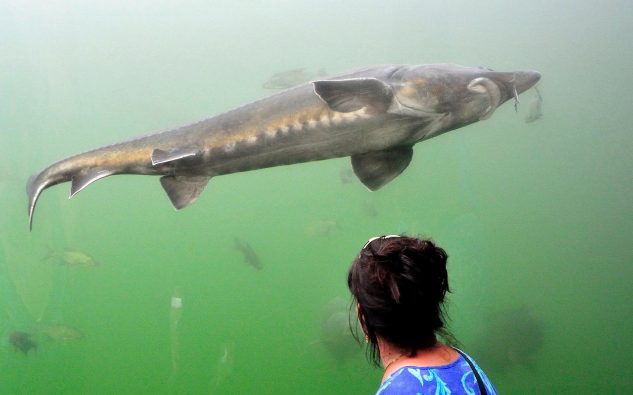 Der Beluga-Stör ist die grösste Süsswasserfischart Europas.