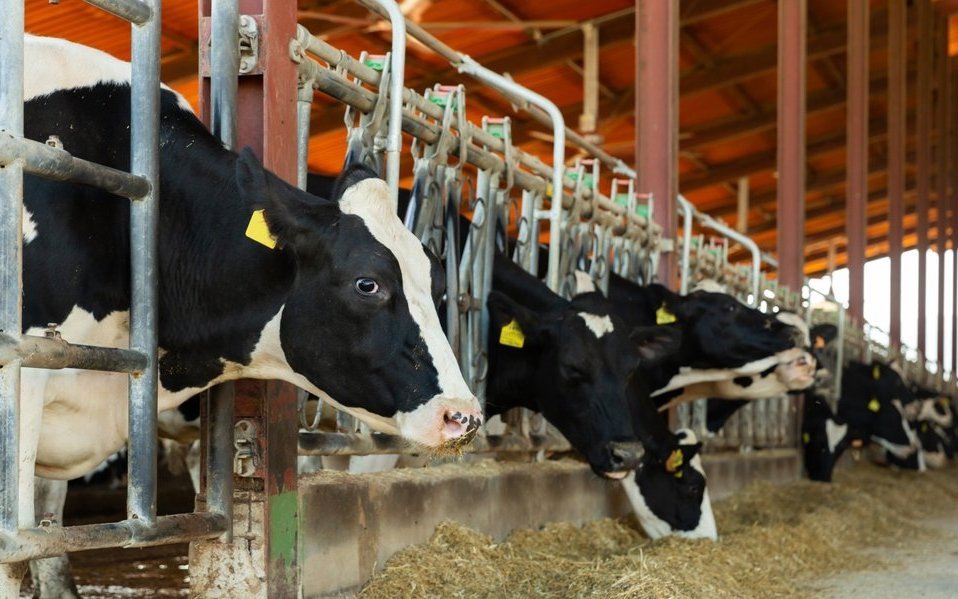 In der Schweiz halten fast 20.000 Milchbäuerinnen und -bauern rund 560.000 Kühe.