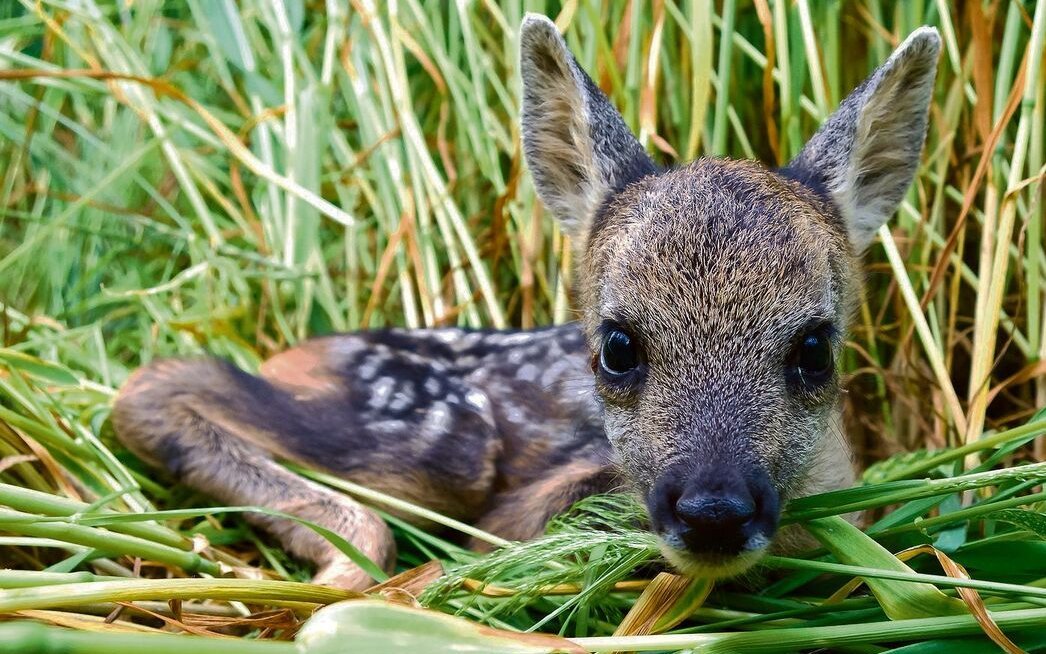 Ein Kitz im hohen Gras wird oft übersehen.