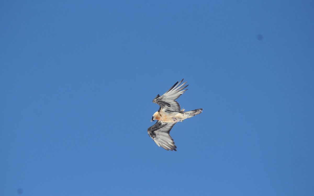 Der Bartgeier lässt sich vom Wind in die Höhe tragen und weiter treiben. 