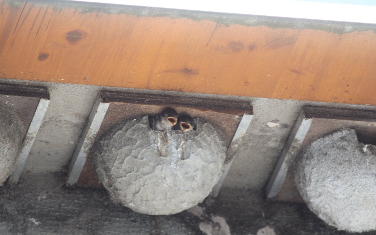 Zwei Junge Mehlschwalben schauen zum künstlichen Nest heraus, das wie eine Schublade zur Reinigung im Winter herausgezogen werden kann. 