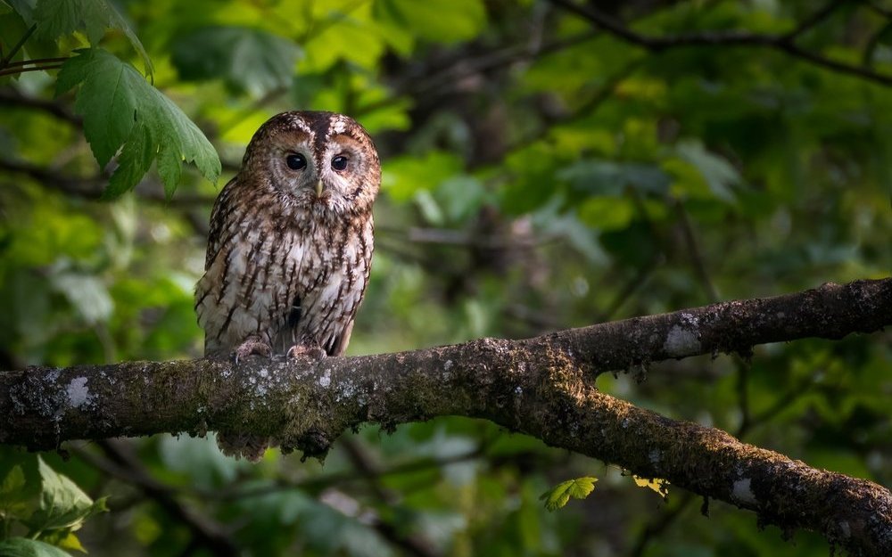 Waldkäuze werden mit besonderen Methoden gezählt. 