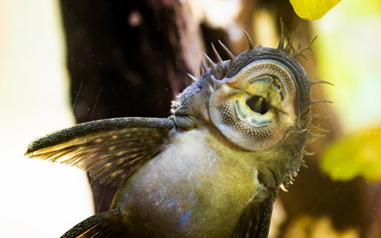 Ein häufiger Irrtum ist die Vorstellung, dass mehr Algenfresser das Aquarium automatisch sauberer halten.