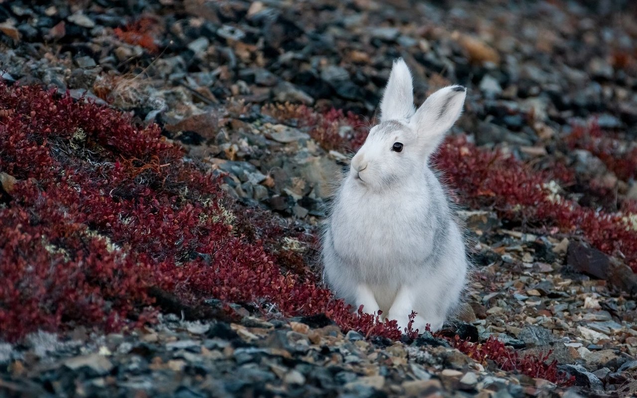 Der Alpenschneehase – perfekt getarnt mit weissem Winterfell – kämpft mit Klimafolgen: weniger Schnee gefährdet seine Tarnung, schwindende Lebensräume und Konkurrenz durch Feldhasen bedrohen sein Überleben.