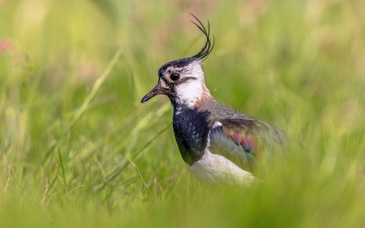 2015 wurden Kiebitze auf die internationale Rote Liste gefährdeter Vogelarten gesetzt.