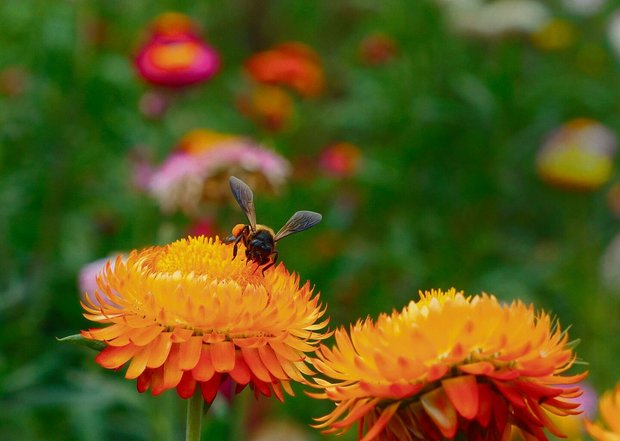 Die Bienen danken das Wildgärtnern mit sehr emsiger Bestäubung.