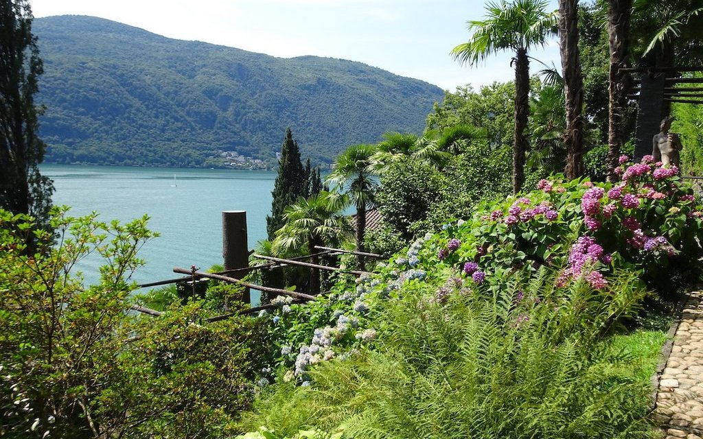 Das Blütenmeer der Hortensien zwischen Farnen, Palmen und Zypressen am Hang von Morcote. 