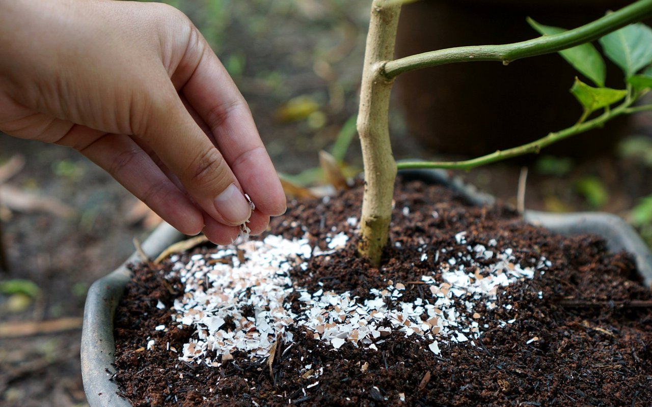 Eierschalen bestehen zum grossen Teil aus Kalziumcarbonat – einem guten Hilfsmittel im Garten.