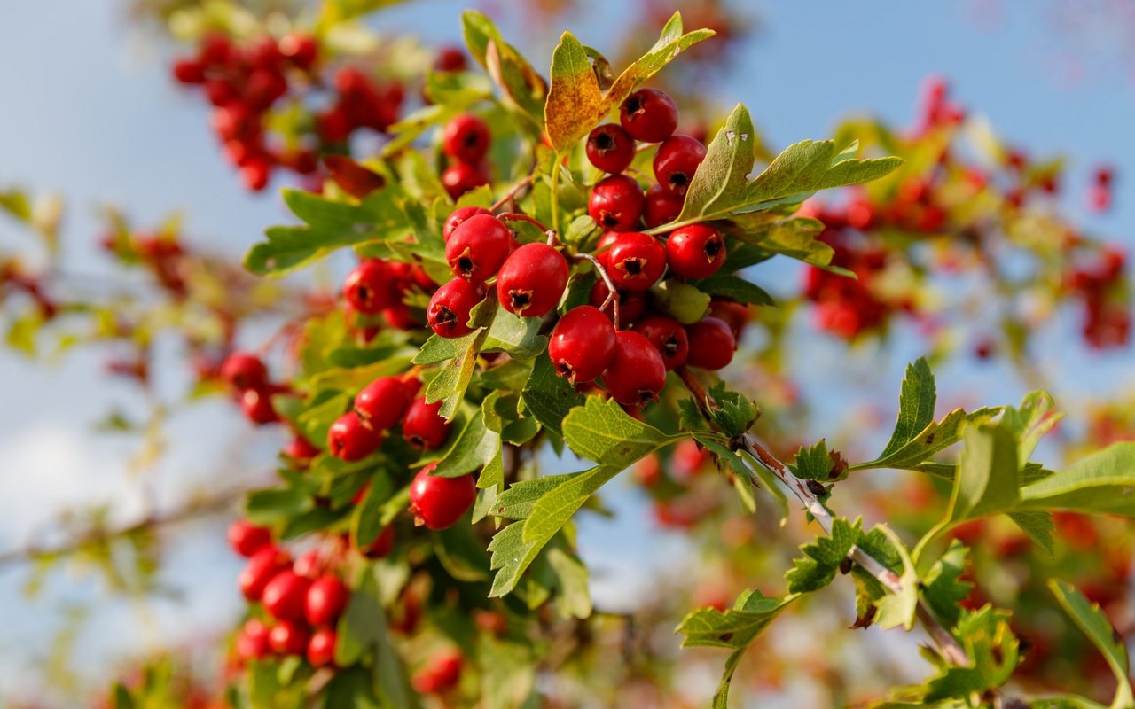 Weissdorn ist von der Konsistenz her eher mehlig. 
