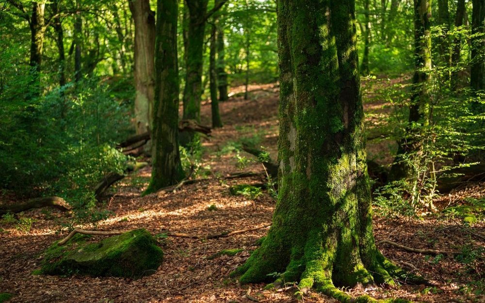 Sich längere Zeit in der Nähe von Bäumen aufzuhalten, stärkt die Abwehrkräfte, kurbelt den Stoffwechsel an und senkt Blutdruck und Herzfrequenz.