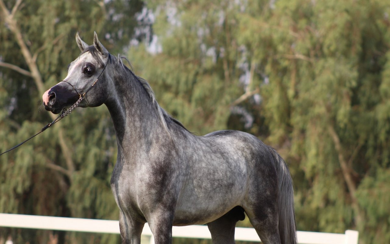 Das Arabische Vollblut ist für seinen markanten Hechtkopf bekannt. 