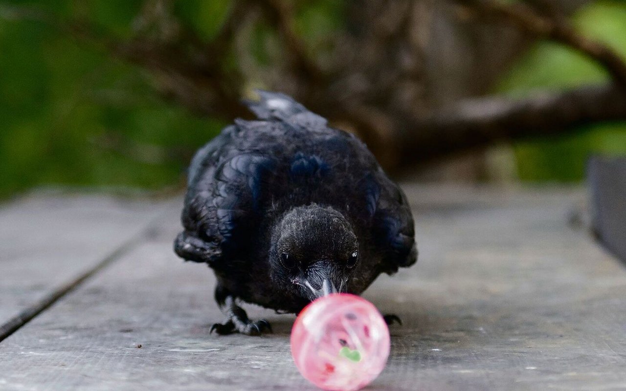 Eine Krähe spielt mit einem Ball, ohne dass es einen Zweck erfüllt.