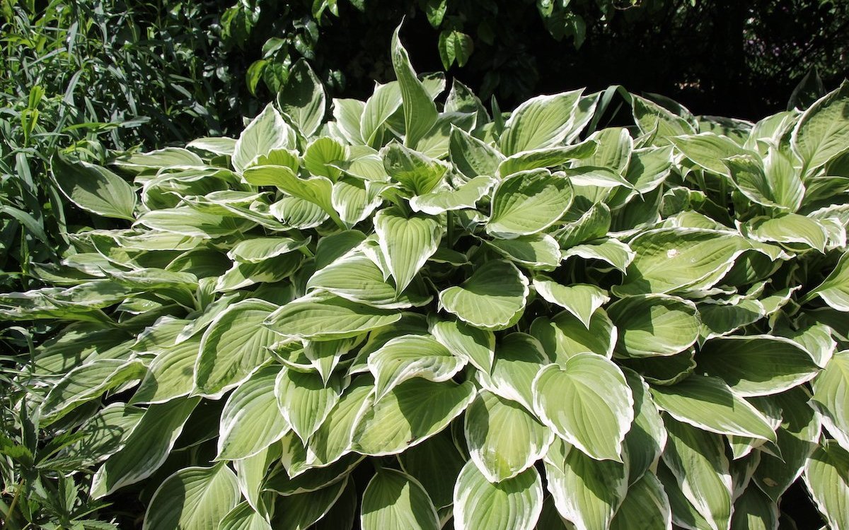 Diese Hosta wachsen gut an einem feuchten, halbschattigen Standort. 