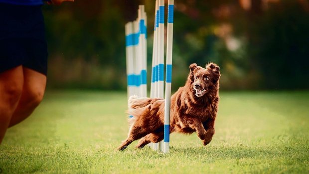 FUnsport Hunde