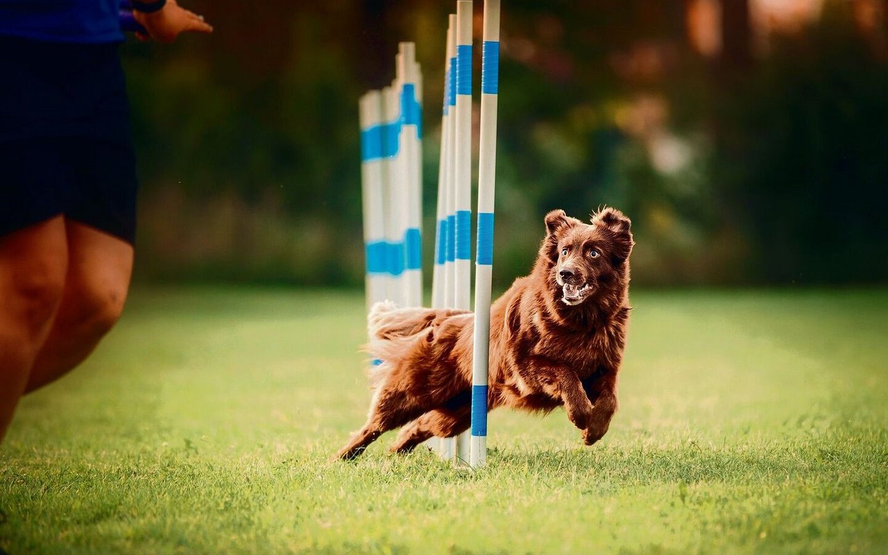 Beim Hundesport halten sich Hund und Halter fit.