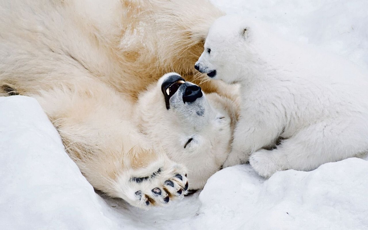 Durch ihre Körpersprache fordert eine Eisbärin ihr Junges zum Spielen auf.