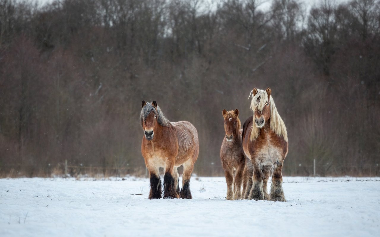 Belgische Kaltblüter werden auch als Brabanter oder Flämisches Pferd bezeichnet. 