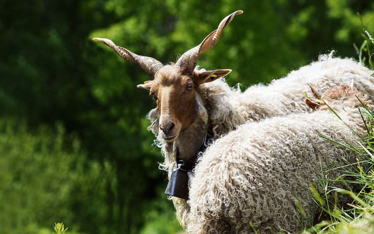 Die ungarischstämmigen Zackelschafe eigenen sich gut zur Landschaftspflege.