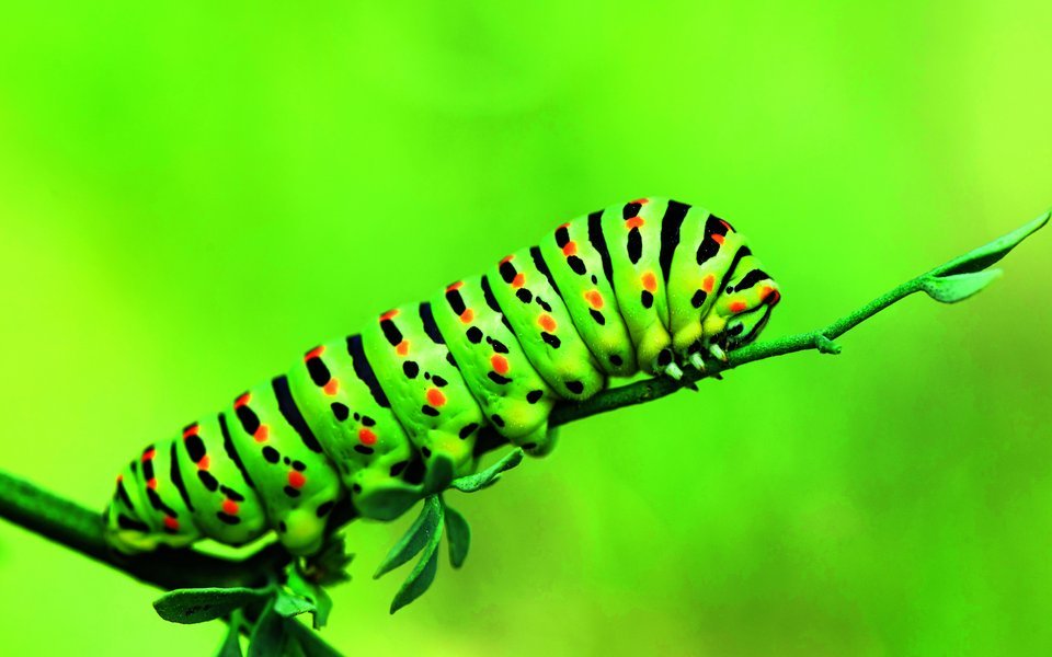 Die Raupe des Schwalbenschwanzes ist, wie der Schmetterling, wunderschön gefärbt.