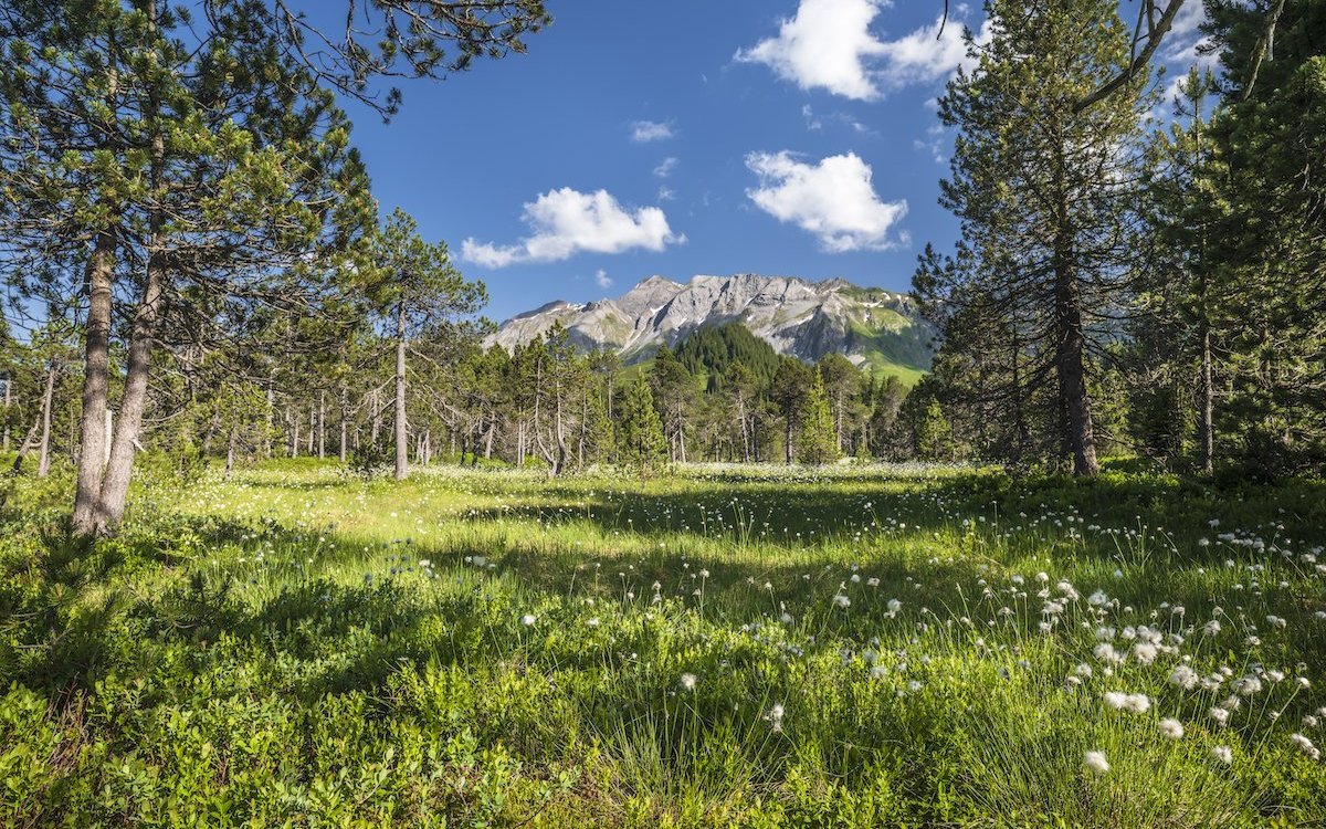 Sommer-Moorlandschaft Salwide bei Sörenberg. 