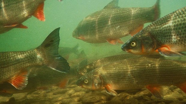 Nasen bilden grosse, oft mehrere hundert Tiere zählende Schwärme.