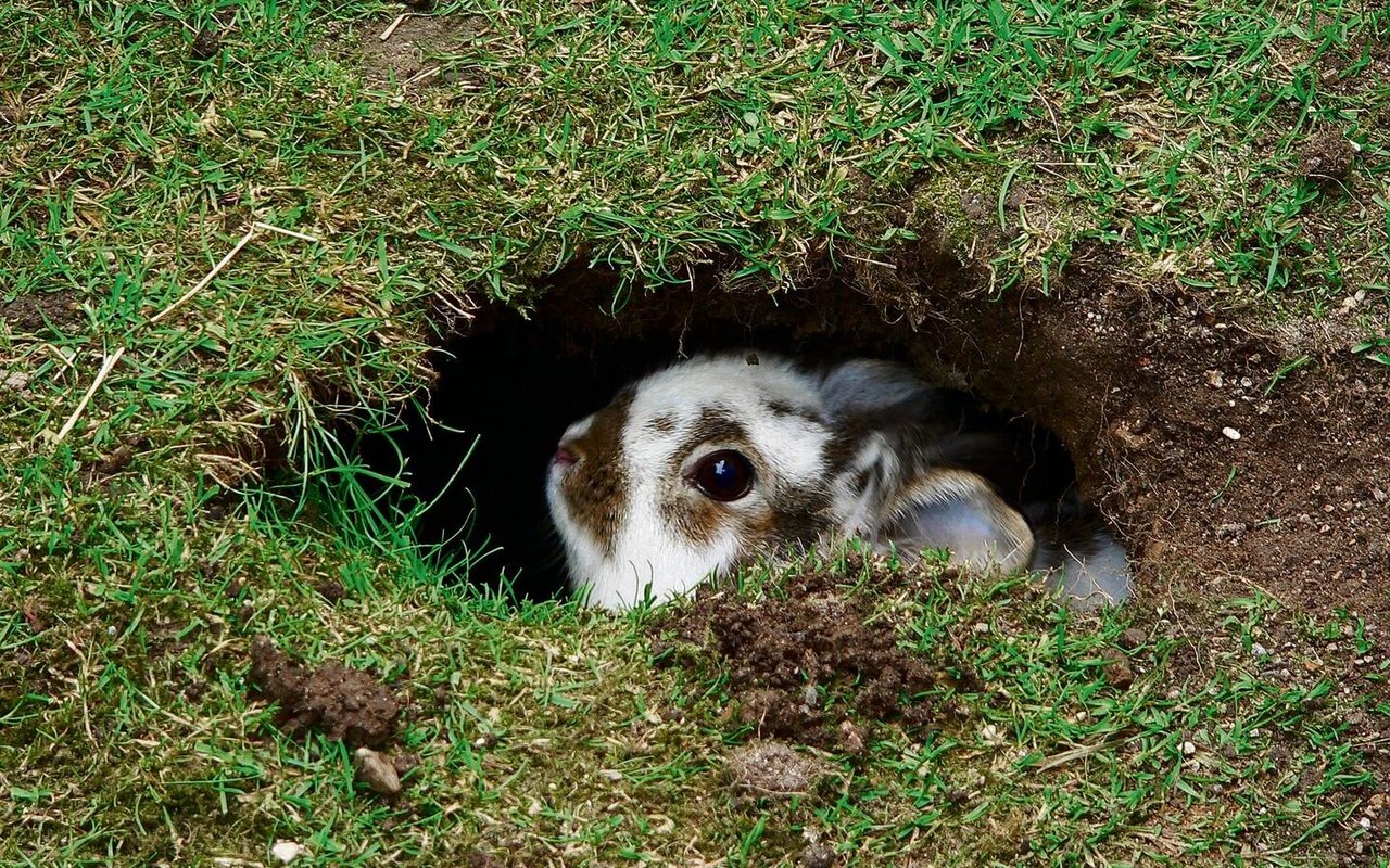 Da Kaninchen buddeln, muss bei Aussengehegen in einiger Tiefe ein Gitter angebracht werden.