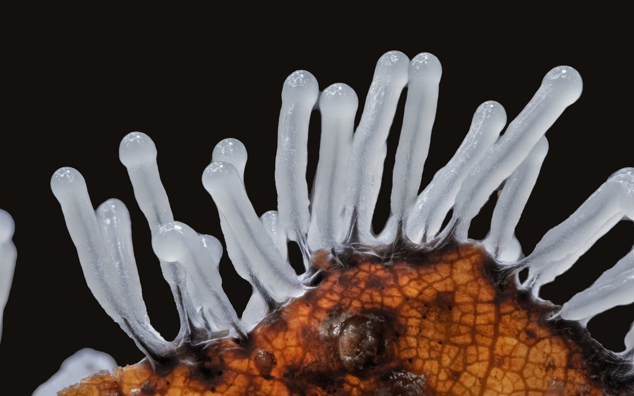 Geweihförmiger Schleimpilz der Variation «descendens», wie sie vor allem in Japan,aber auch in Frankreich und Taiwan vorkommt.