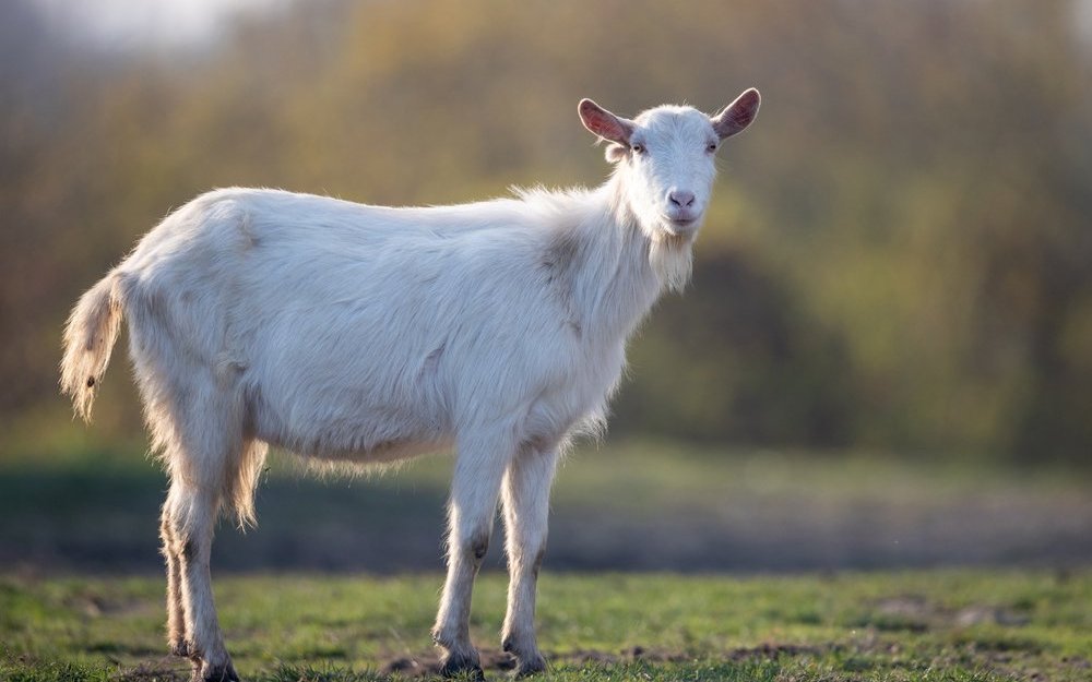 In der Schweiz, dem Ursprungsland der modernen Ziegenzucht, halten rund 6000 Personen insgesamt 72.196 Ziegen.