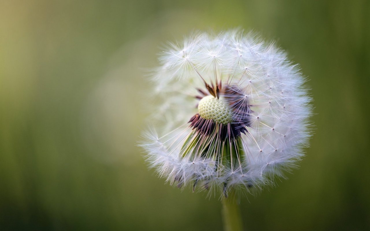 Im Stadium der Fruchtreife bildet der Löwenzahn weisse Flugschirme.