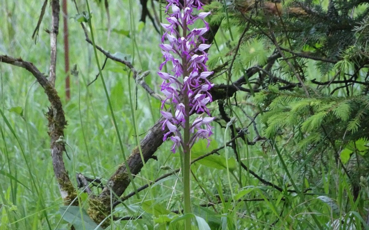 Im Übergang von der Magerwiese zum Waldrand blüht das Helm-Knabenkraut. 