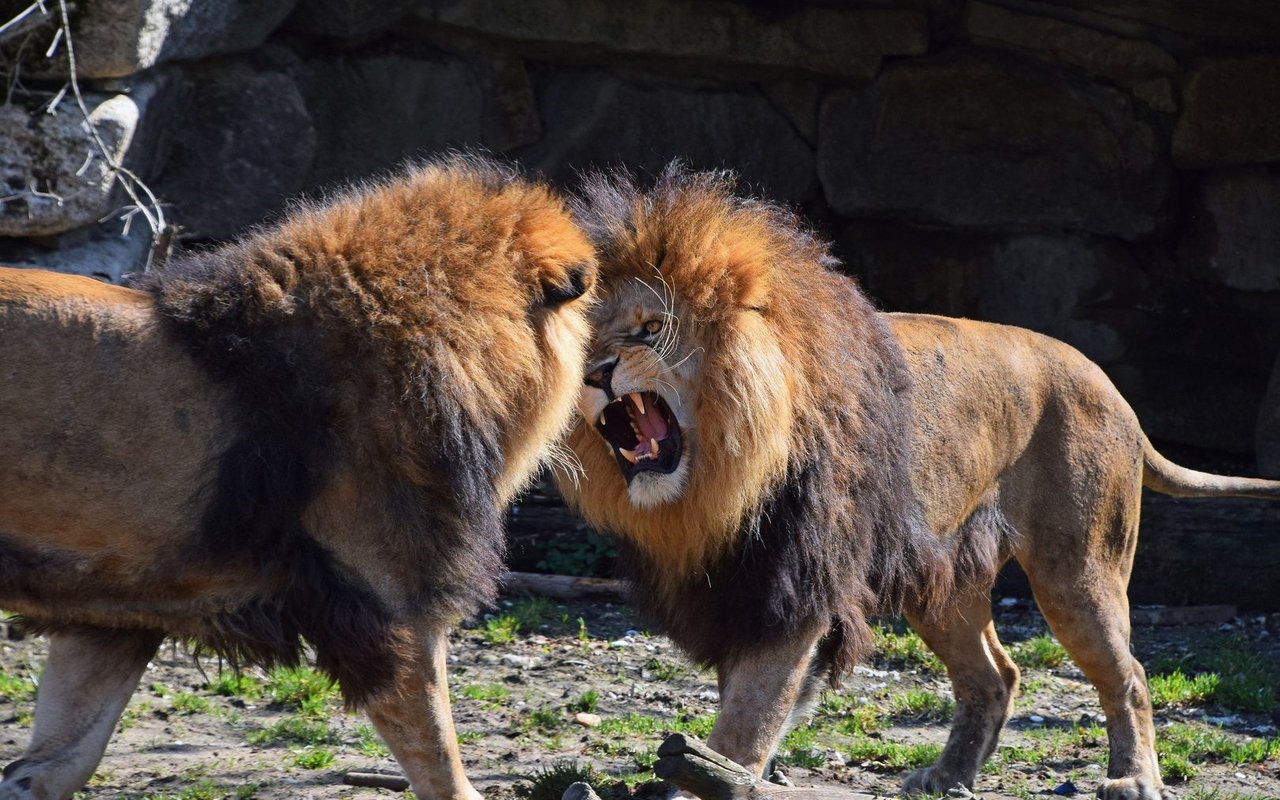 Die Mähne schützt die Kehle des Löwen vor Hieben des Gegners.