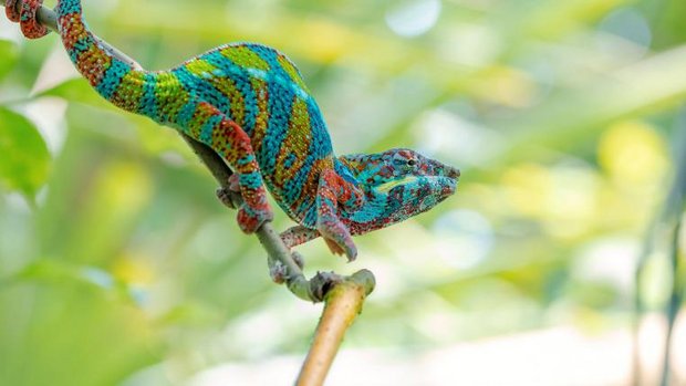Chamaeleon1.jpg