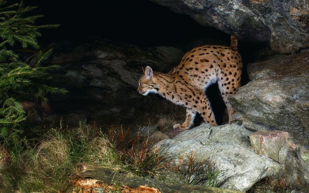 Luchse können nur mit einer Wildtierkamera gezählt werden.