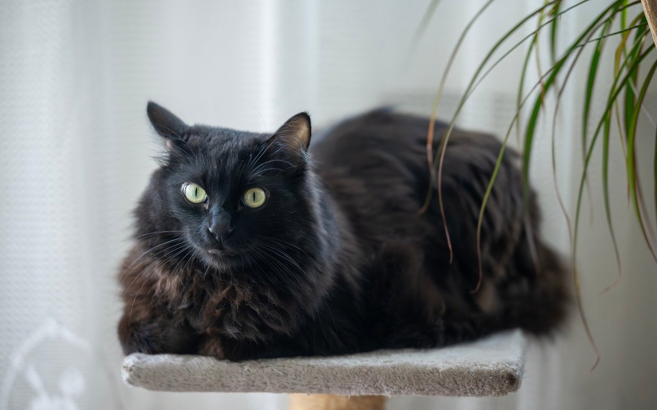Die Farbe «Schwarz» ist die häufigste Variation der Türkisch Angora.
