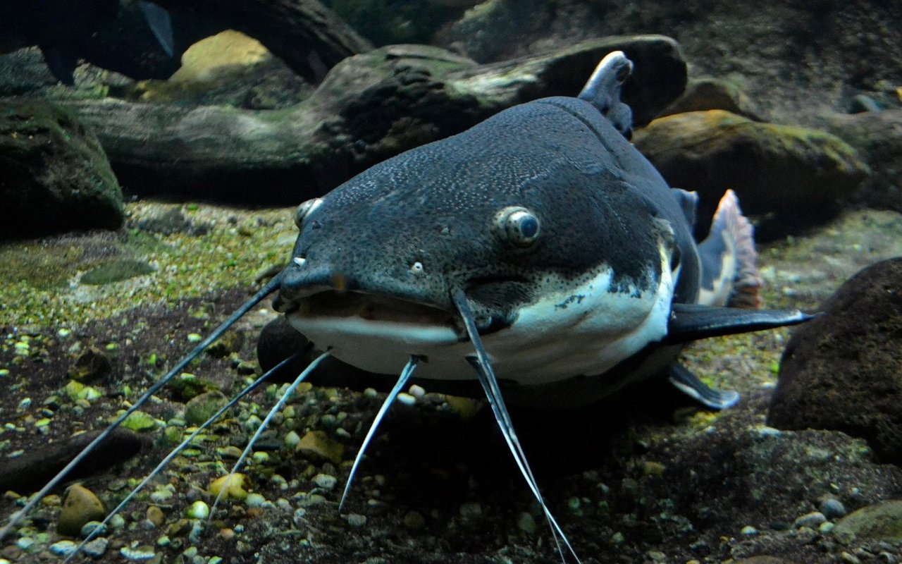 Der Wels ist der grösste Süsswasserfisch Europas.