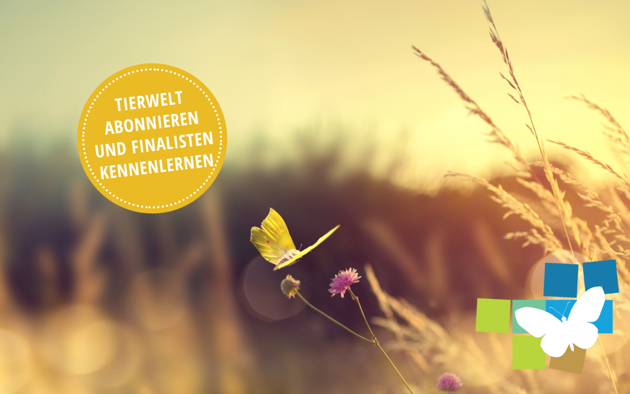 Der Tierwelt-Preis "Goldener Schmetterling" zeichnet Privatpersonen aus, die sich mit Leidenschaft für die heimische Artenvielfalt in ihrem Garten oder auf dem Balkon einsetzen.