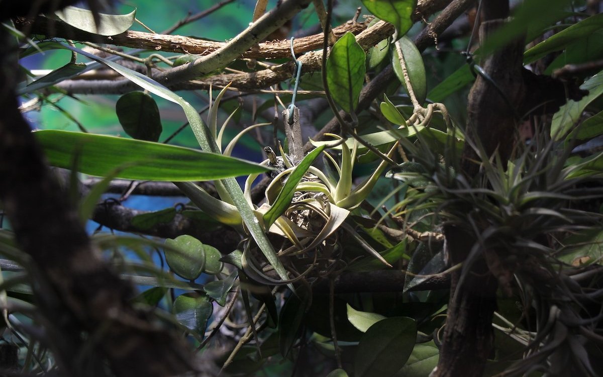 Gerade für Tillandsien kann sich eine künstliche Beleuchtung positiv auswirken. 