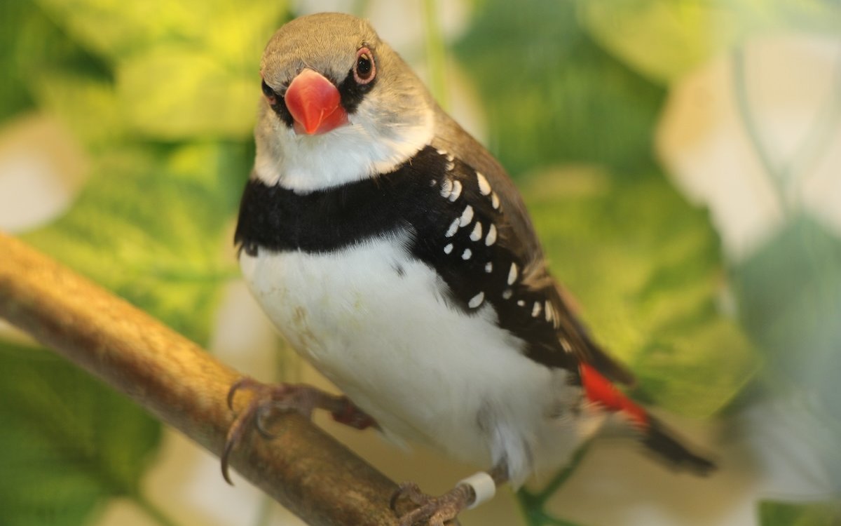 Diamantfinken sind nicht nur schön, sondern sie zeigen auch ein reizvolles Verhalten. 