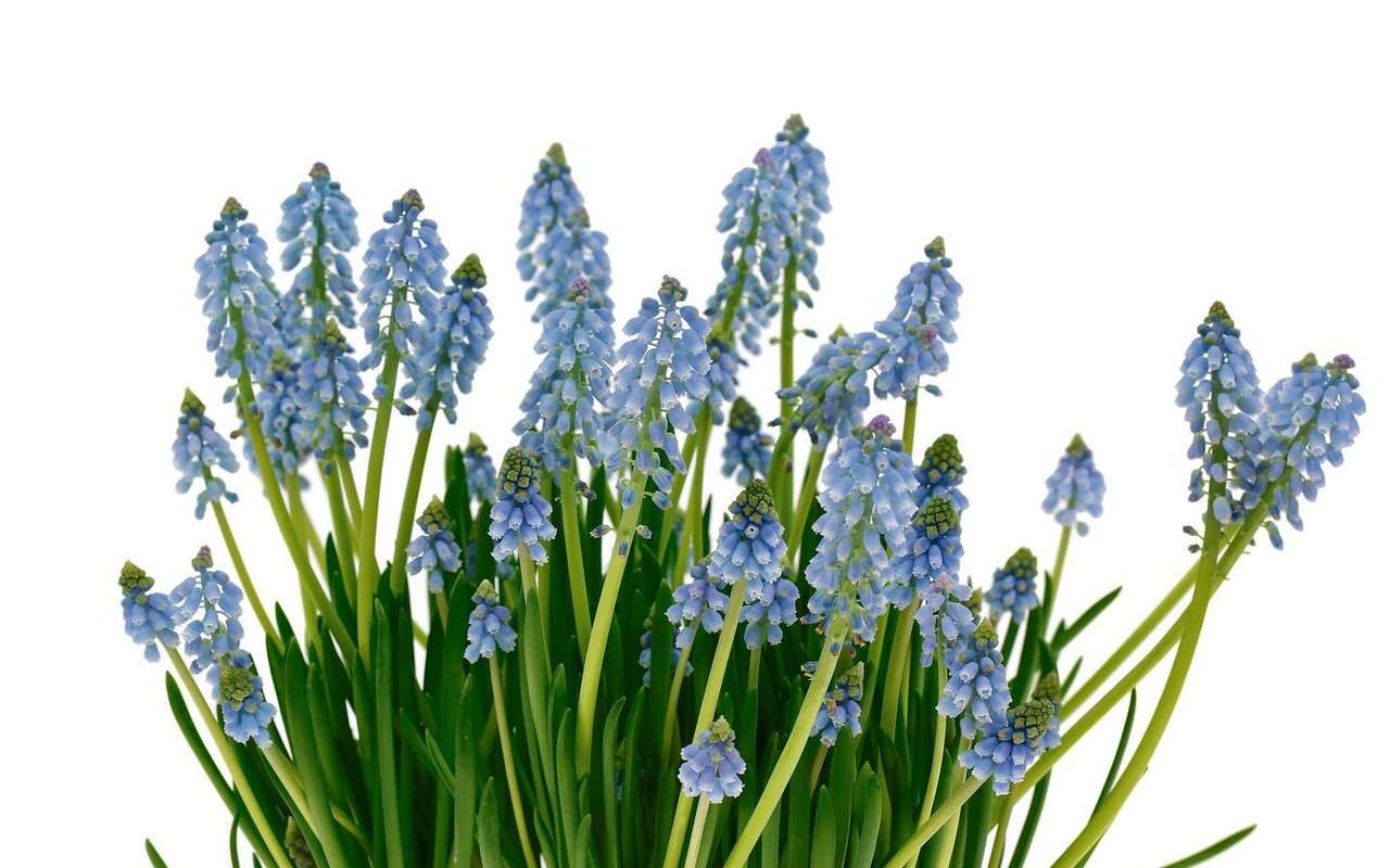 Traubenhyazinthen können in einem Kübel als attraktiver Bodenschmuck für den Frühling gepflanzt werden. 