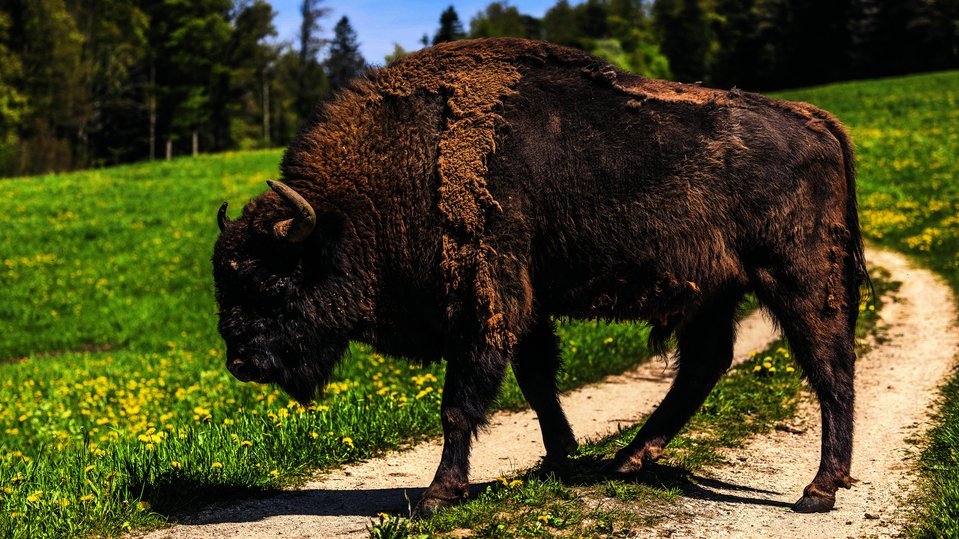 Gerade den Bullen darf man nicht zu nahe kommen. Entsprechend ist ein Sicherheitsabstand von mindestens 50 Metern zu halten. 