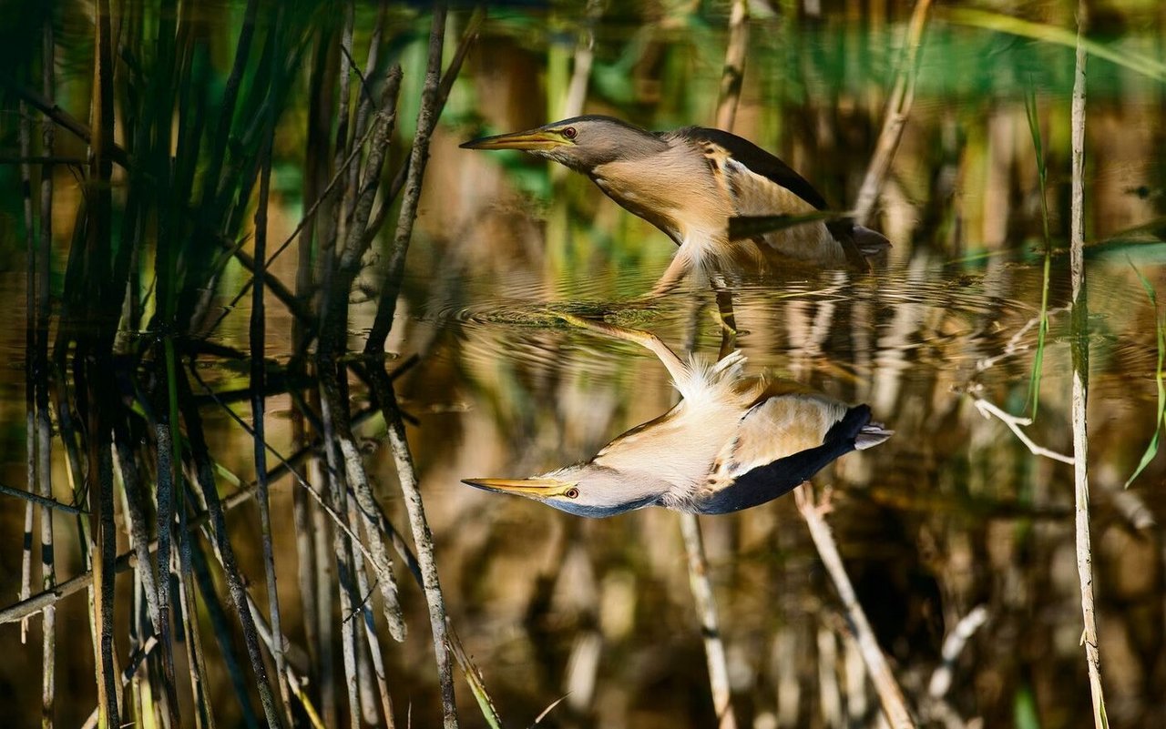 Die Zwergdommel, ein winziger Reiher mit gedrungenem Körper, lebt im Versteckten.