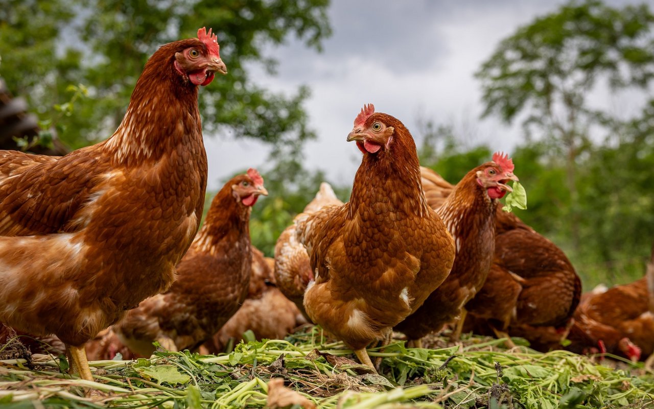 Manche Rassehühner legen nur wenige Dutzend Eier im Jahr.
