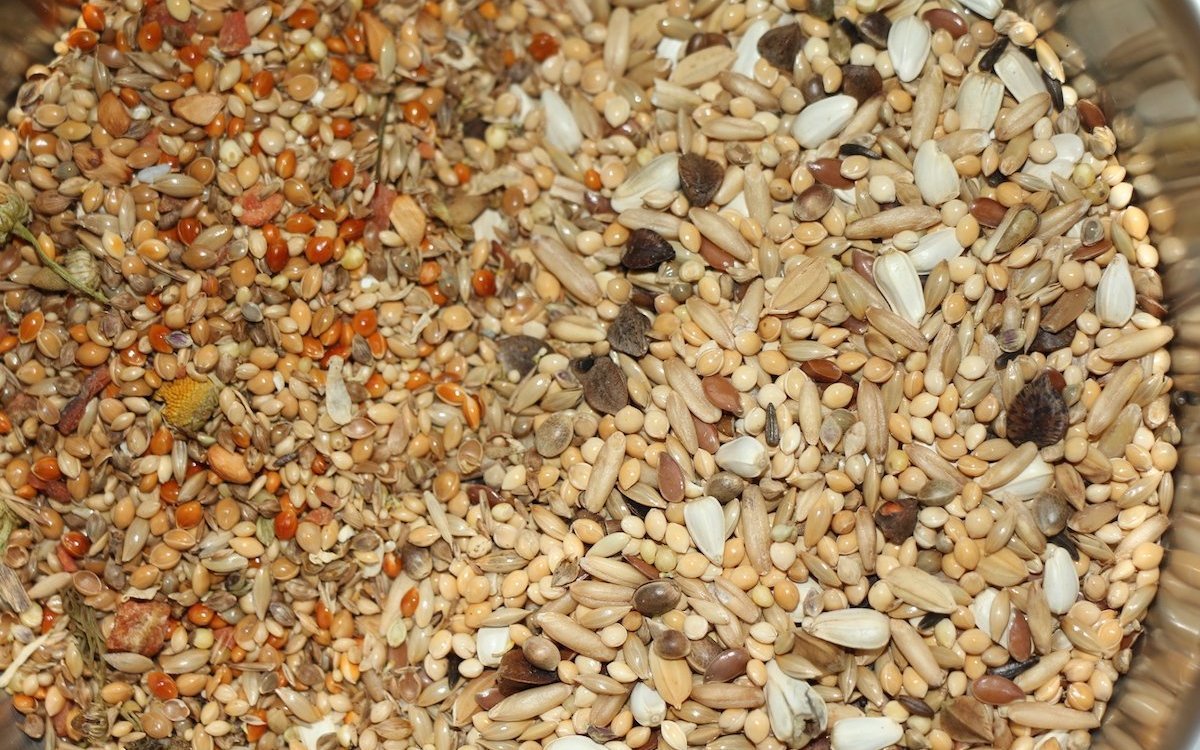 Die meisten Prachtfinken, Kanarien und Papageien ernähren sich von verschiedenen Körnern. Der Handel führt diverse Mischungen. 