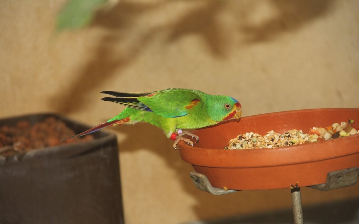 Dieser Schwalbensittich in der Voliere am Mythenquai erhält das gleiche Futter wie Loris. Hier nascht er aber auch gerne mal einige Körner. 